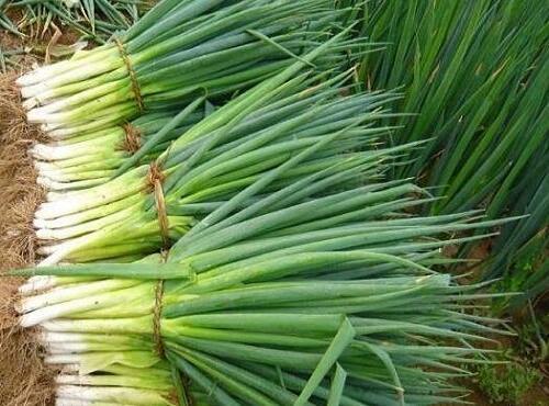 蔬菜品種：蔥苗/大蔥