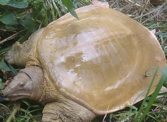 鮮活水產類：甲魚