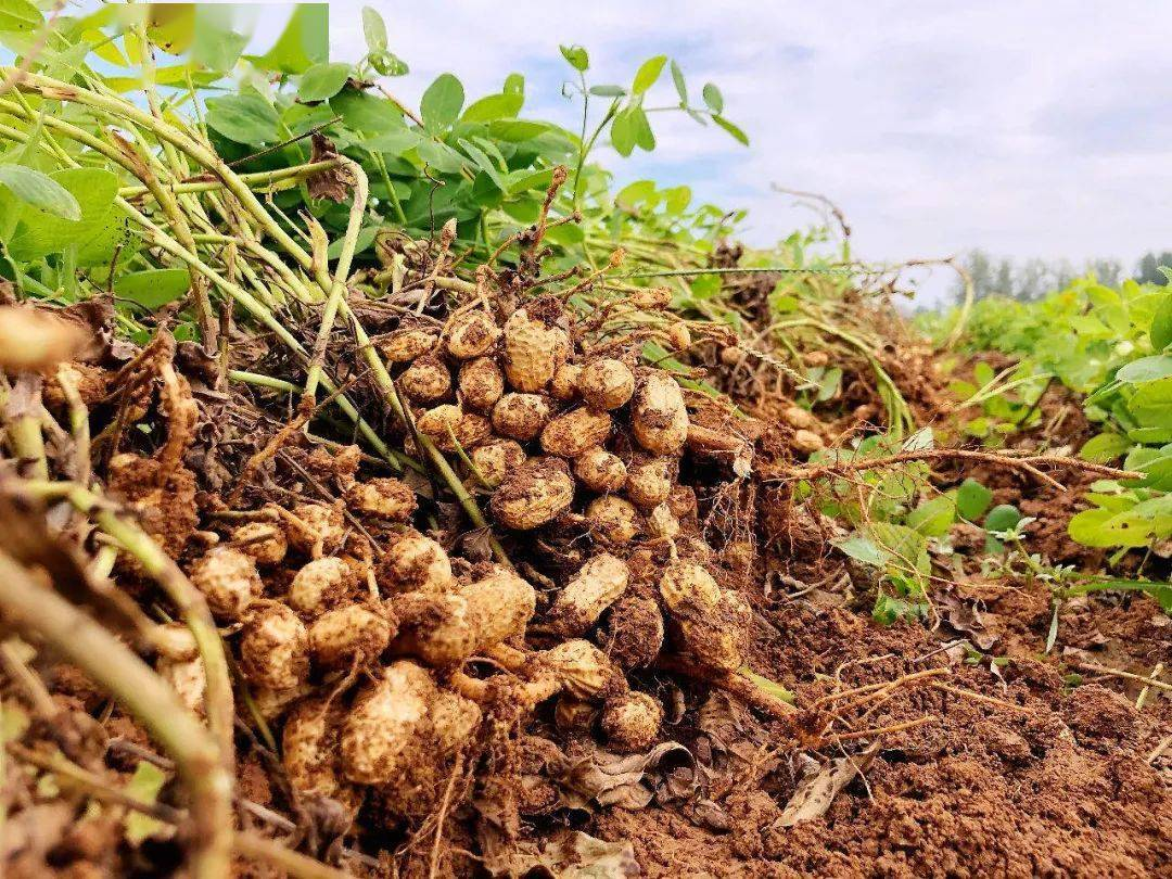 農(nóng)產(chǎn)品配送公司為您分享：花生的核心價(jià)值