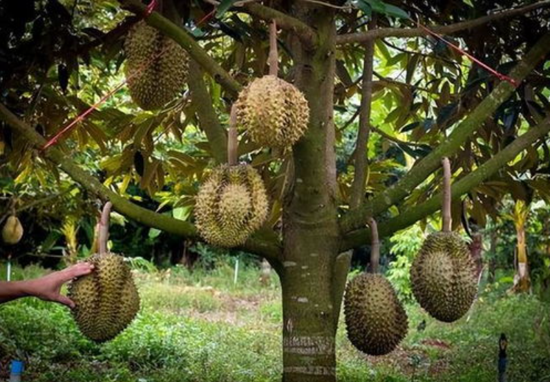 蔬菜配送中心分享報(bào)道：菲律賓榴蓮對華出口帶來新生機(jī)