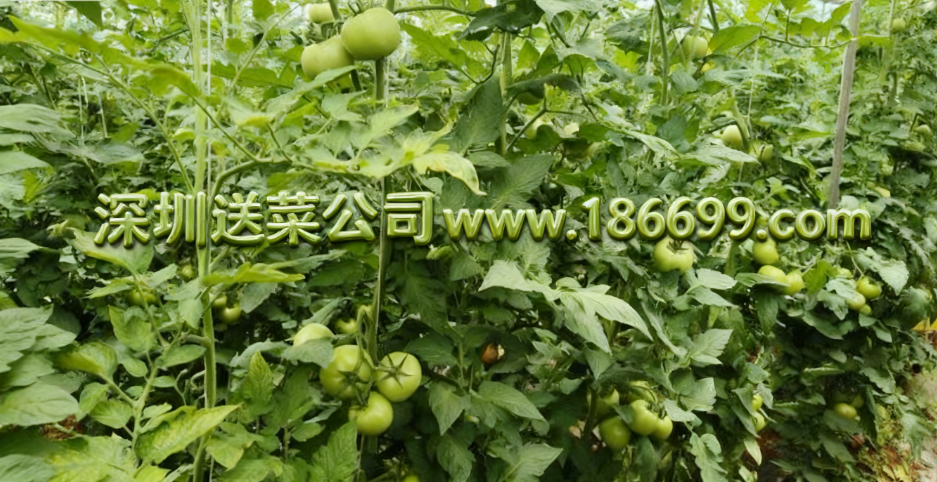 深圳蔬菜配送公司教您避坑：有機(jī)蔬菜比普通蔬菜更有營(yíng)養(yǎng)嗎?